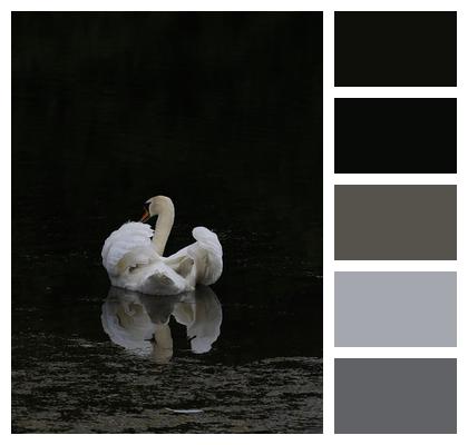Bird Swan Lake Image