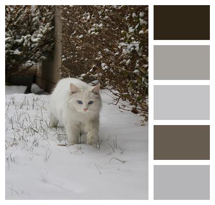 Cat Snow Backyard Image