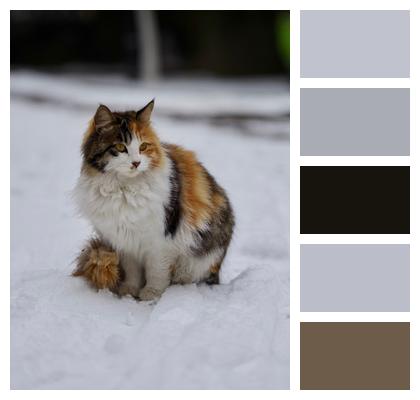 Pet Cat Snow Image