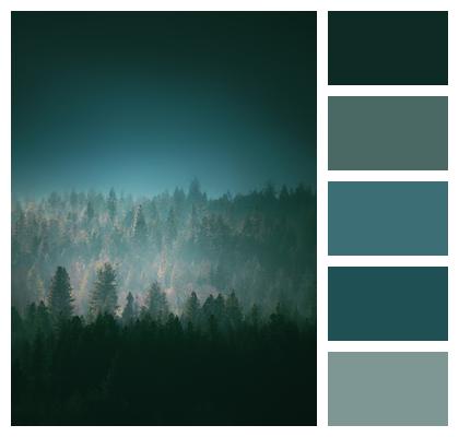 Forest Fog Trees Image