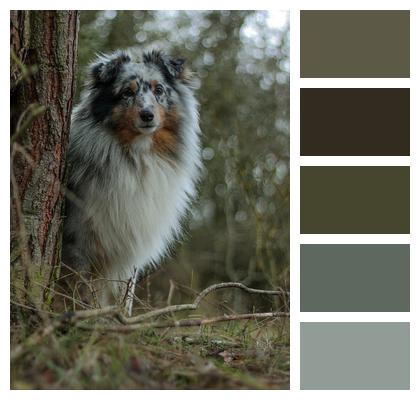 Breed Dog Sheltie Image