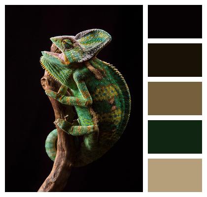 Reptile Animal Chameleon Image