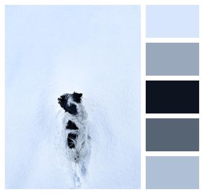 Snow Dog Winter Image
