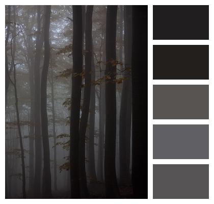 Woods Forest Fog Image
