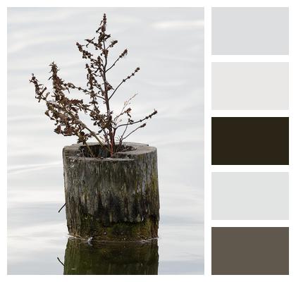 Plant Trunk Lake Image