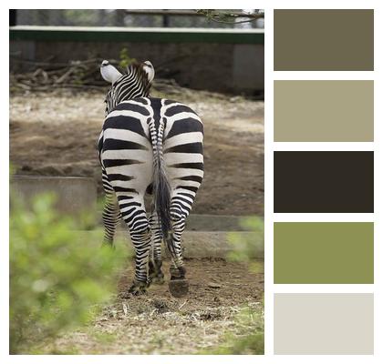 Equine Zebra Stripes Image