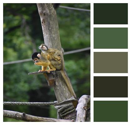 Wood Primate Baby Monkey Nature Image