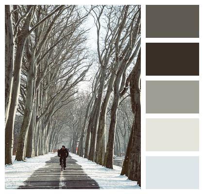 Winter Trees Avenue Image