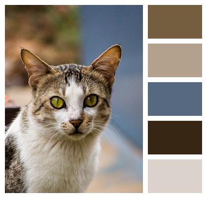 Feline Outdoors Cat Image