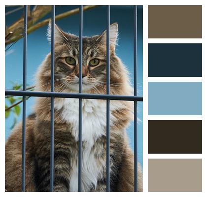 Cat Feline Cage Image