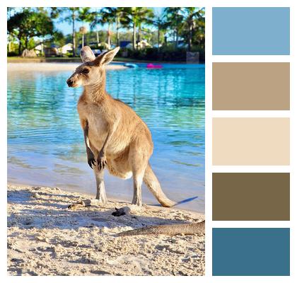 Nature Kangaroo Australia Kangaroo Image