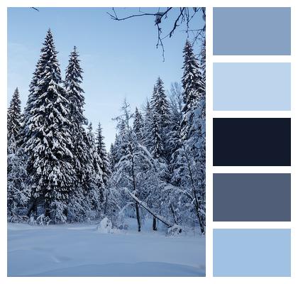 Winter Forest Trees Image