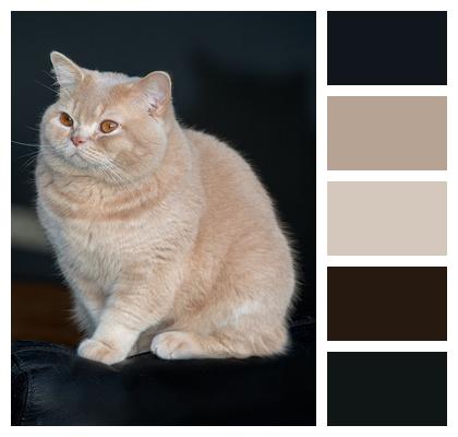 Cat Feline Pet Image