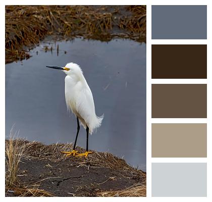 Beak Avian Elegant Wader Image