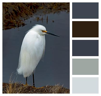 Bird Avian Snowy Egret Wader Image