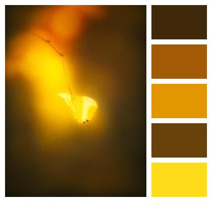 Nature Fall Colors Gold Ginkgo Biloba Image