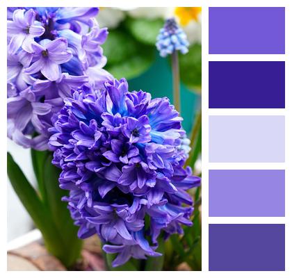 Plant Flowers Hyacinths Image