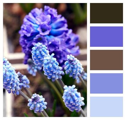 Plant Flowers Hyacinths Image