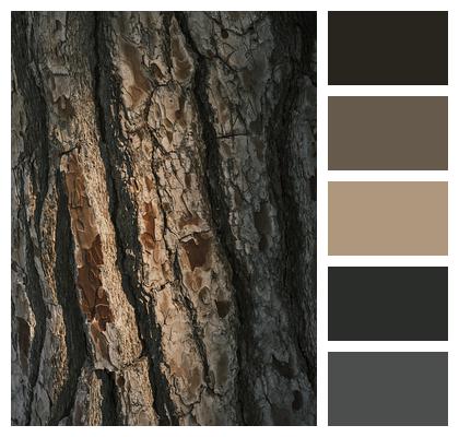 Timber Tree Macro Bark Image