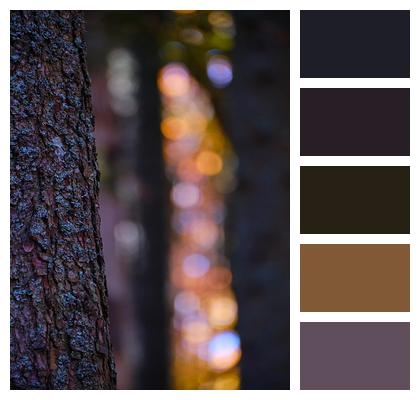 Macro Nature Tree Texture Image