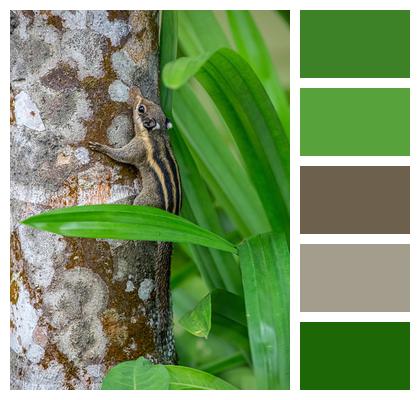 Rodent Nature Tree Plant Image