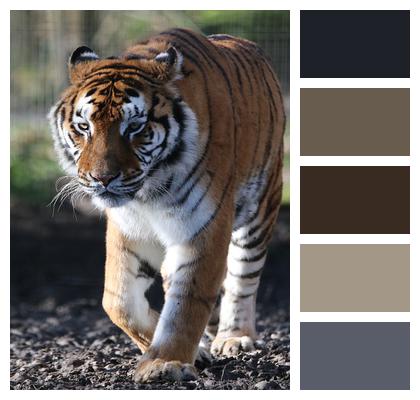 Tropical Mammals Biodiversity Tiger Image