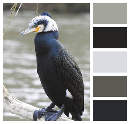 Bird Nature Cormorant Image