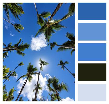 Nature Tropical Trees Clouds Sky Image