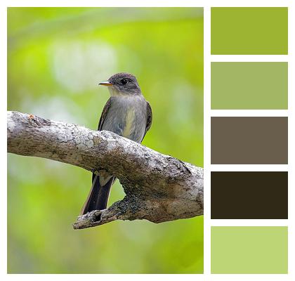 Eastern Woodpewee Bird Nature Forest Image