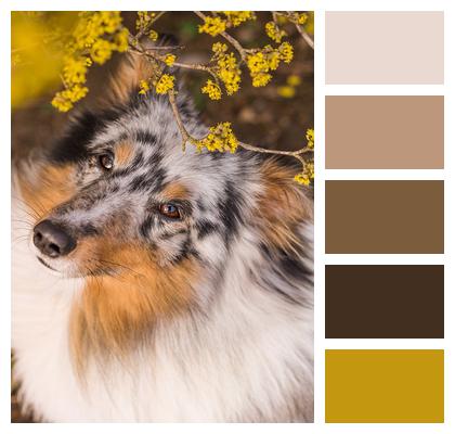 Sheltie Dog Pet Image