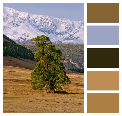 Altai Landscape Tree Image