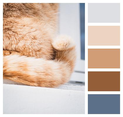 Tail Feline Cat Image