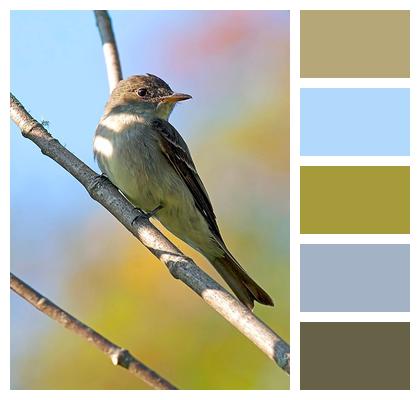Species Avian Bird Ornithology Image