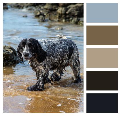 Wet Beach Dog Image