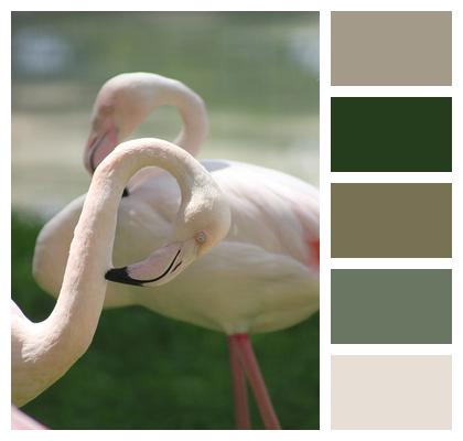 Bird Flamingo Animal Image
