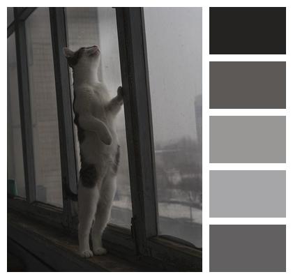 Window Cat Animal Image