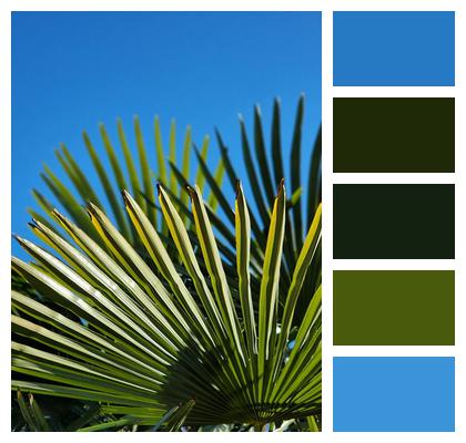 Tree Growth Palm Trees Sky Image