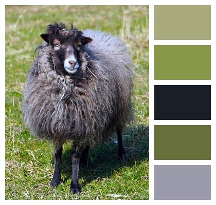 Animal Pasture Landscape Sheep Image