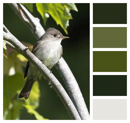 Flycatcher Species Ornithology Wildlife Image