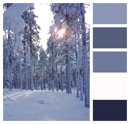 Forest Lapland Snow Image