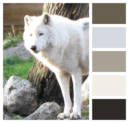 Zoo Animal Wolf Image