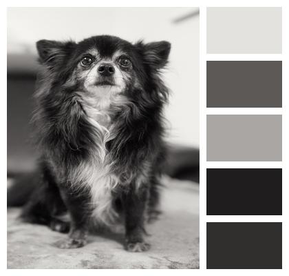 Dog Monochrome Chihuahua Image