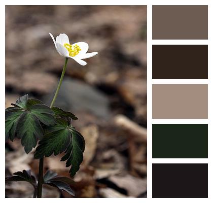Flower Blossom Flower Wallpaper Wood Anemone Image