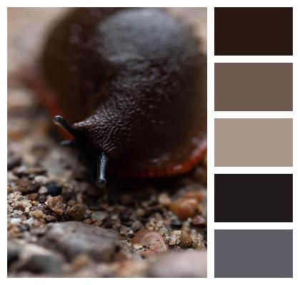 Mollusc Gravel Snail Slug Image