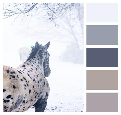 Winter Animal Horse Image
