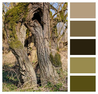 Tree Wood Tribe Forest Image