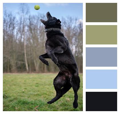 Jump Ball Dog Image