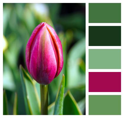 Garden Tulip Flower Image