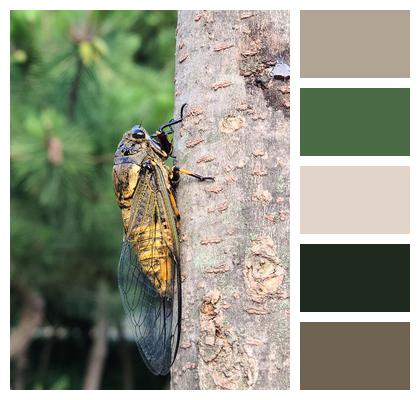 Cicada Cicada Summer Trunk Image