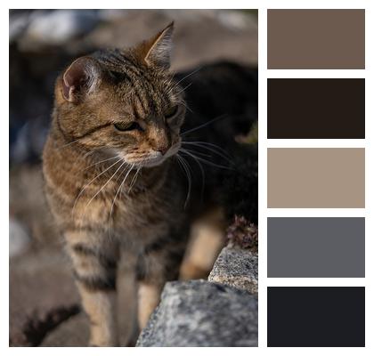 Animal Feline Cat Image